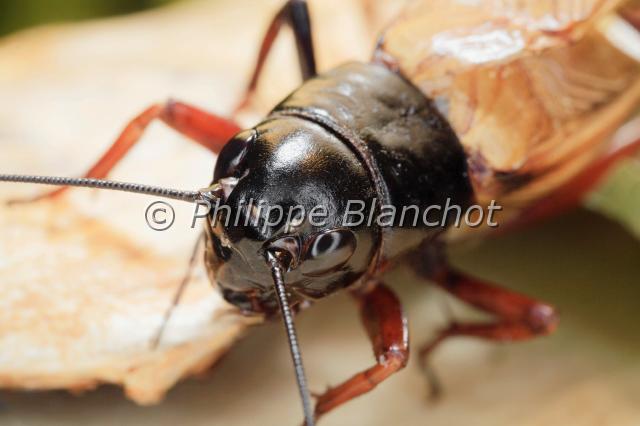 gryllus bimaculus.JPG - Grillon de ProvenceGryllus bimaculatusOrthoptera, GryllidaeFrance